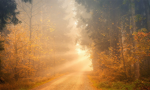 Seasonal Calendar - Autumn