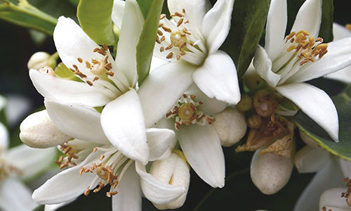 Neroli Essential Oil