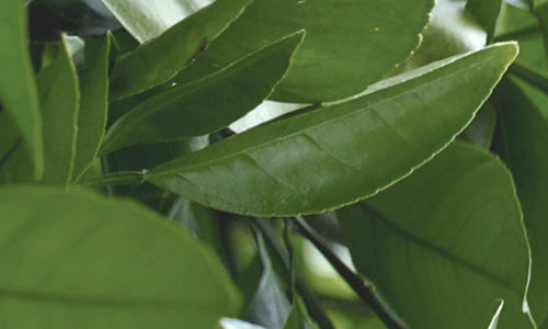 Petitgrain Essential Oil
