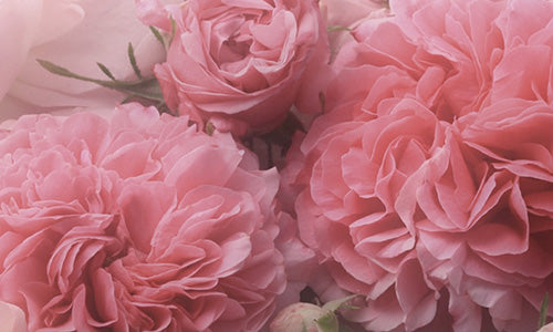 Rose Essential Oil