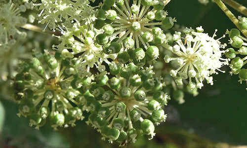 Spikenard Essential Oil