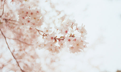 Semtember Spring Seasonal Calendar - Spring by Four Scents Botanical