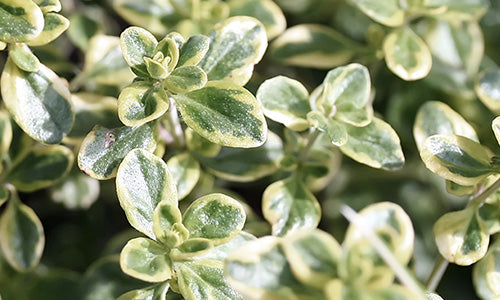 Thyme Essential Oil