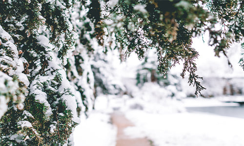 Seasonal Calendar - Winter