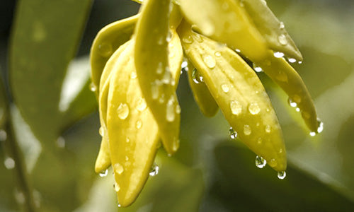 Ylang Ylang Essential Oil