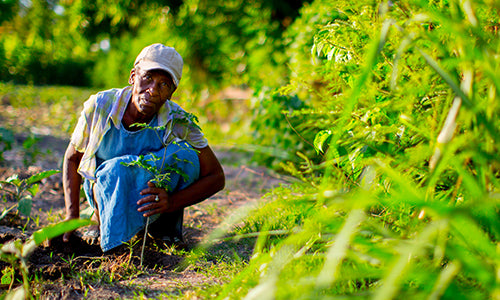 Partners with One Tree Planted