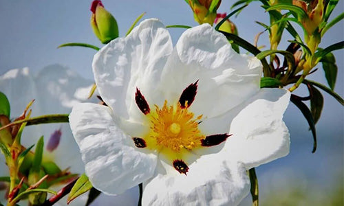 Labdanum Essential Oil