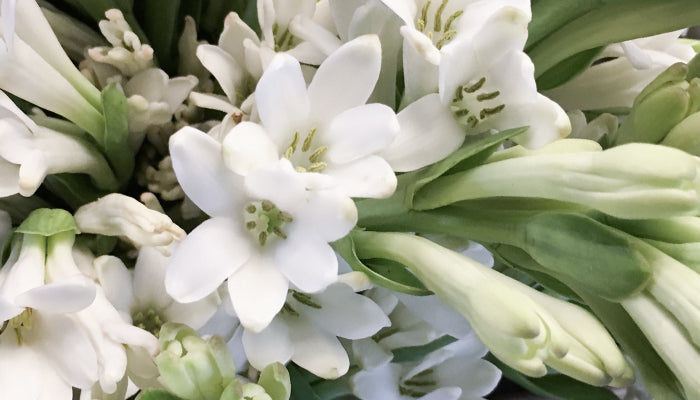 Tuberose Essential Oil