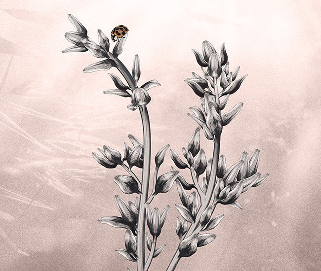 Botanical Illustration of Thyme Herb with Ladybird