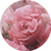 Rose Absolute