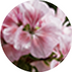 Rose geranium