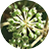 Spikenard