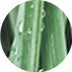 Vetiver